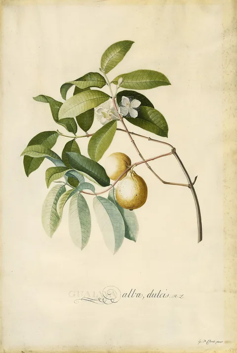 Georg Dionysius Ehret, Guava