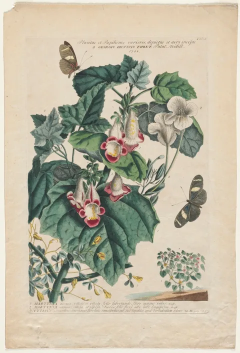 Georg Dionysius Ehret, Plantae et Papiliones rariores:  Martynia