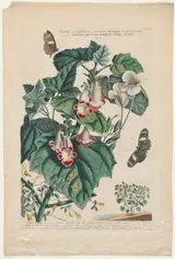 Georg Dionysius Ehret, Plantae et Papiliones rariores:  Martynia