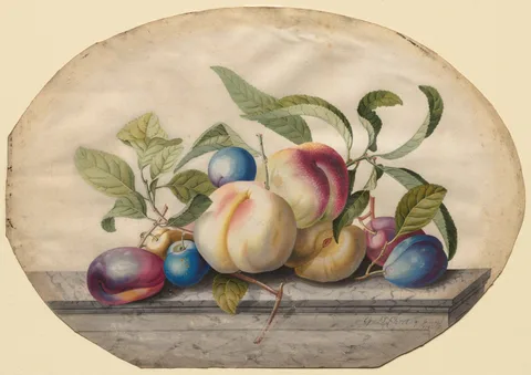 Georg Dionysius Ehret, Fruit Arrangement: Peaches and Plumbs on a Slab of Marble