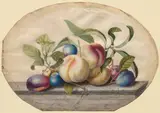 Georg Dionysius Ehret, Fruit Arrangement: Peaches and Plumbs on a Slab of Marble