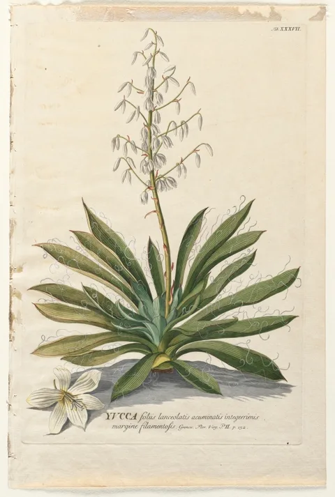 Georg Dionysius Ehret, Plantae Selectae:  No. 37 - Yucca