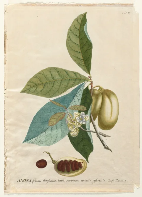 Georg Dionysius Ehret, Plantae Selectae:  No. 5 - Anona