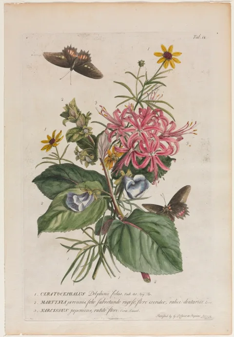 Georg Dionysius Ehret, Plantae et papiliones rariores:  No. 9