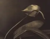 Aenne Biermann, Ohne Titel (Anthurium) (Untitled [Anthurium])