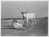 Alexander von Wagner, Untitled