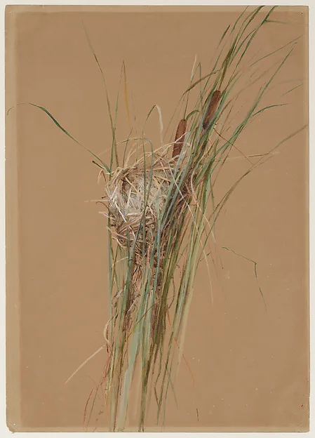 Fidelia Bridges, Bird's Nest in Cattails