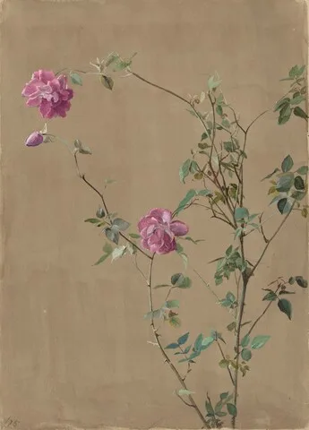 Fidelia Bridges, Pink Roses