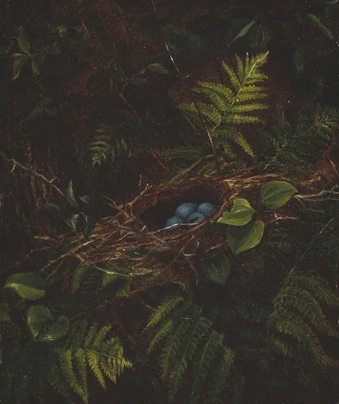 Fidelia Bridges, Bird's Nest and Ferns