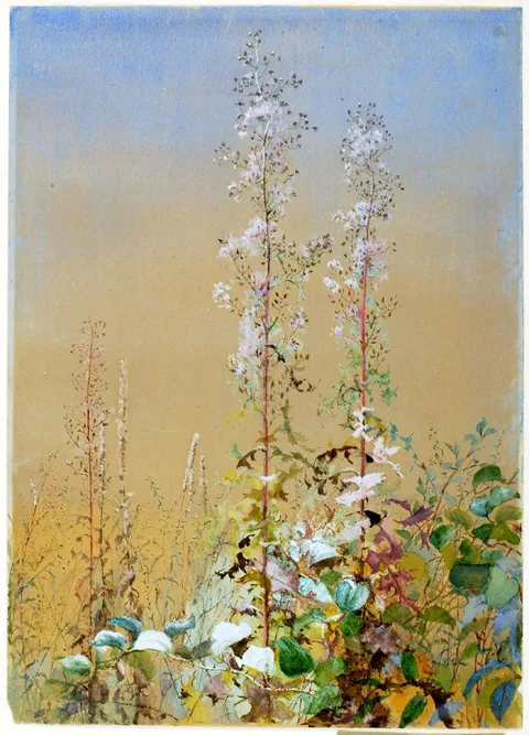 Fidelia Bridges, Untitled