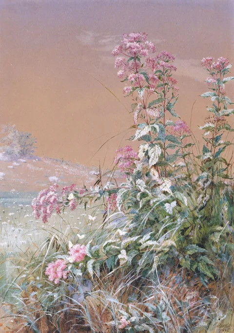 Fidelia Bridges, Untitled