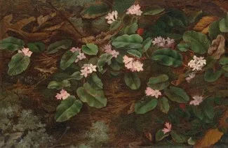 Fidelia Bridges, Trailing Arbutus