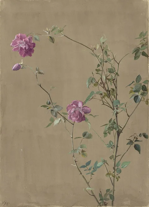 Fidelia Bridges, Pink Roses