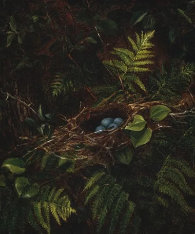 Fidelia Bridges, Bird's Nest and Ferns