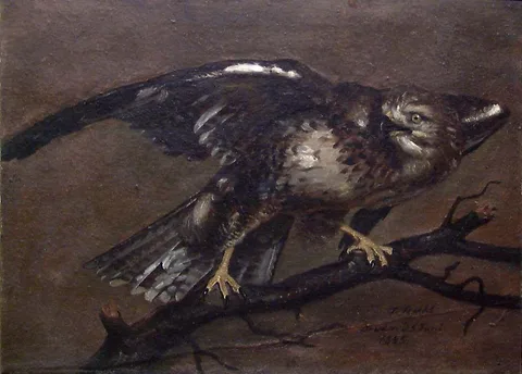 Johann Siegwald Dahl, A Vulture