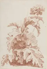 Jean-Baptiste Huet, Poppy in Bloom