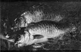 Felice Boselli, Two Carps on a Kitchen Table