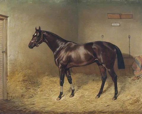Emil Adam, Pearl Diver, a Bay Race Horse, in a Stable