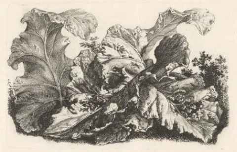 Carl Wilhelm Kolbe, Bladeren van de grote klit