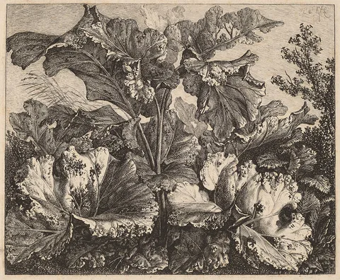 Carl Wilhelm Kolbe, Small Plant Study: a Burdock, Delicate Tufts of Grass at Left
