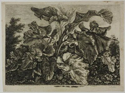 Carl Wilhelm Kolbe, Vegetable Sheet