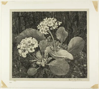 Theo van Hoytema, Little Plant in Moss, plate one from Flower Studies