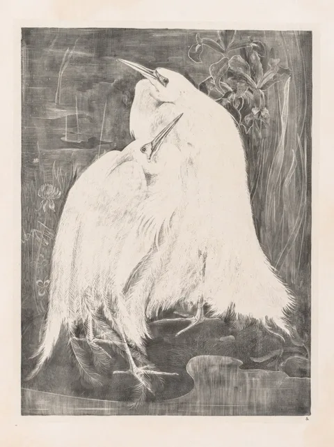 Theo van Hoytema, Animal Studies: Two Silver Herons