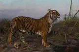 Géza Vastagh, Royal Tiger