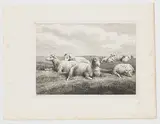 Samuel Howitt, Sheep