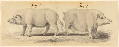 Samuel Howitt, Two Chinese Pigs