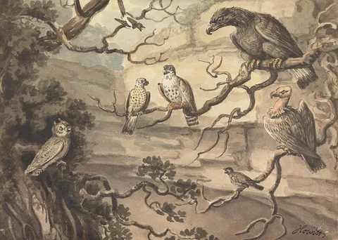 Samuel Howitt, An Owl, an Eagle, Two Falcons, a Vulture and Other Birds Perched in Trees