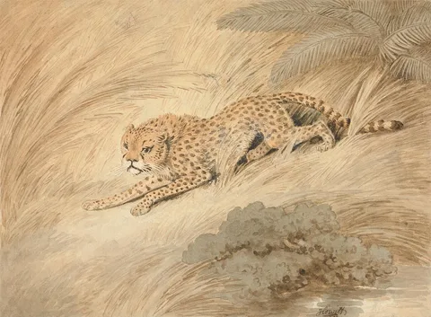 Samuel Howitt, A Cheetah Crouching by a Pool