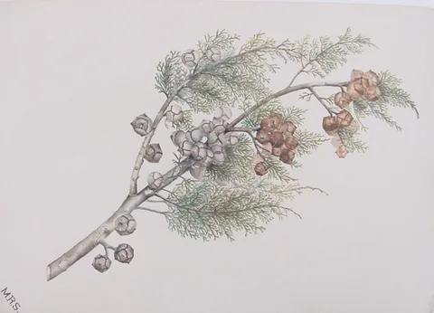 Mary Russell Smith, Cypress Bough