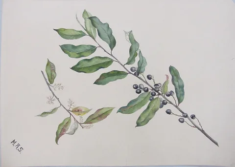 Mary Russell Smith, Cherry Laurel (Mock Orange) Bough