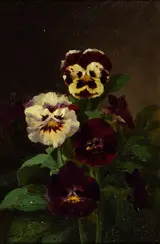 John Williamson, Pansies
