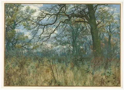 William Fraser Garden, Trees and Undergrowth