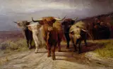 Joseph Denovan Adam, Cattle