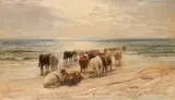 Joseph Denovan Adam, Highland Cattle
