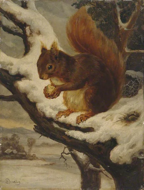 Basil Bradley, A Red Squirrel Eating a Nut