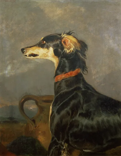 Edwin Henry Landseer, A Saluki Dog