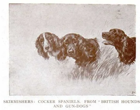 Maud Earl, Skirmishers, cocker spaniels