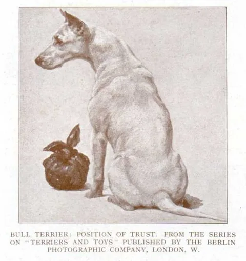 Maud Earl, Bull terrier, a position of trust
