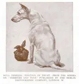 Maud Earl, Bull terrier, a position of trust