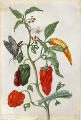 Maria Sybilla Merian, Plant study with peppers