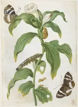 Maria Sybilla Merian, Plant study with butterflies
