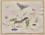 Maria Sybilla Merian, Convolvulus and Metamorphosis of the Convolvulus Hawk Moth