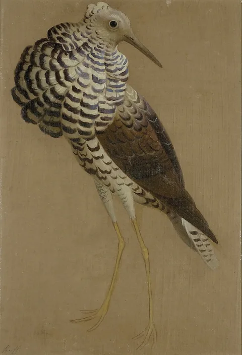 Edwin Landseer, Study of a Ruff