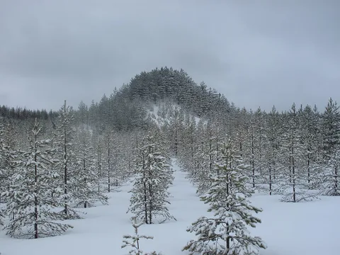 Agnes Denes, Tree Mountain