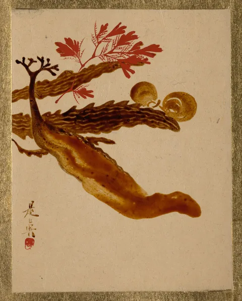 Shibata Zeshin, Seaweed
