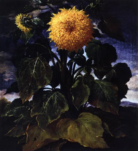 Bartolomeo Bimbi, Sunflower